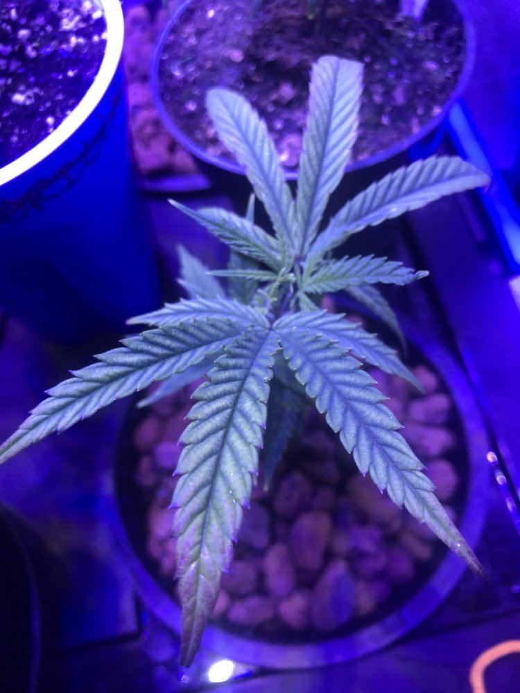 Humble pie dwc grow questions start 2 1 19 3