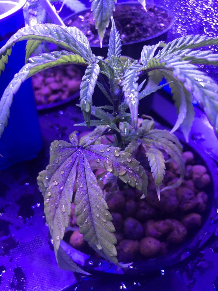 Humble pie dwc grow questions start 2 1 19