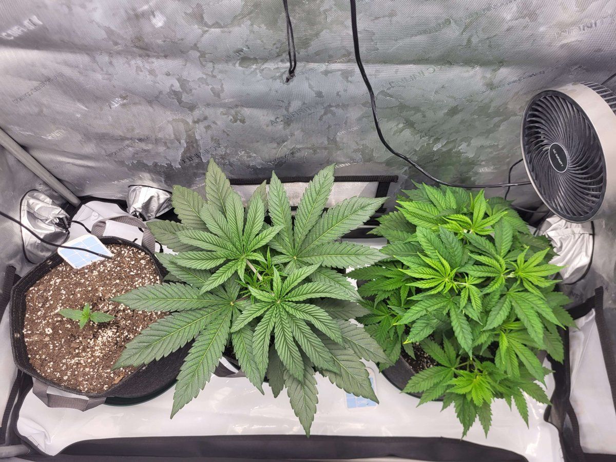 Humboldt Afghani 1