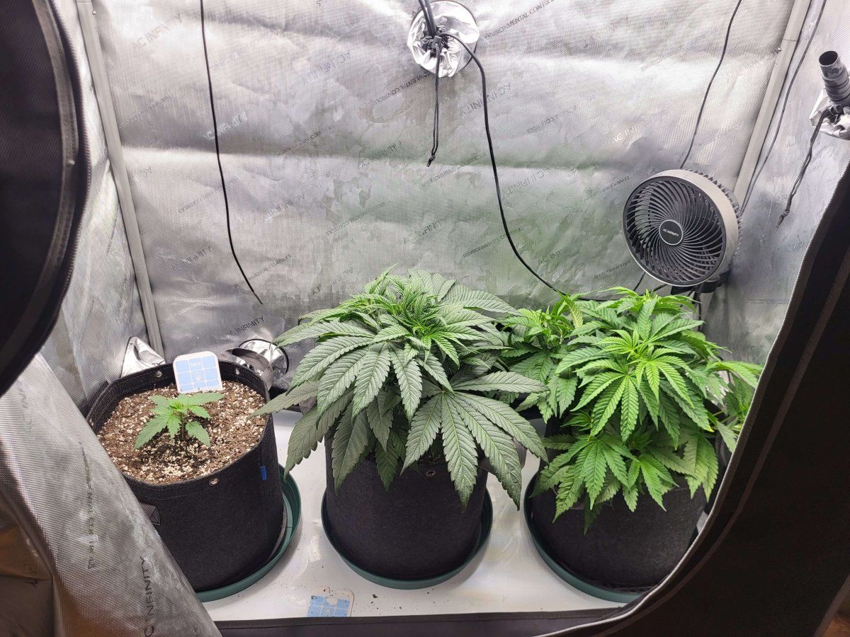Humboldt Afghani