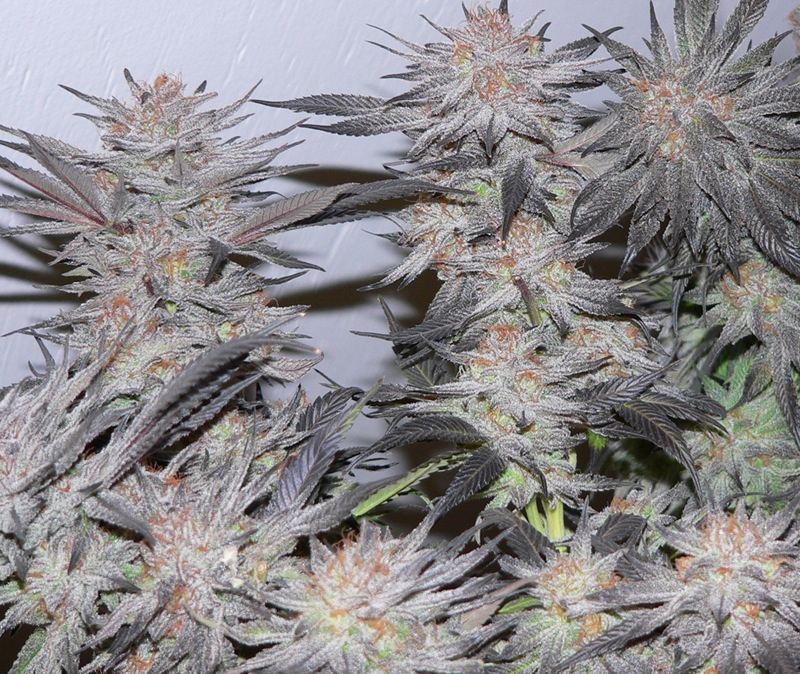 HumboldtPurpleSnow