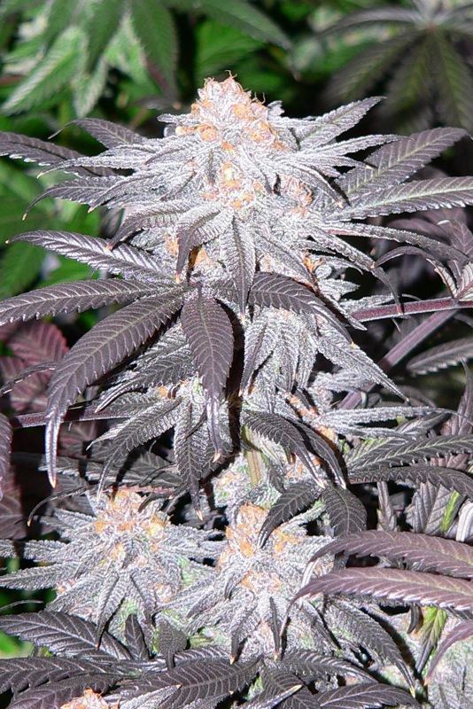 HumboldtPurpleUrkle