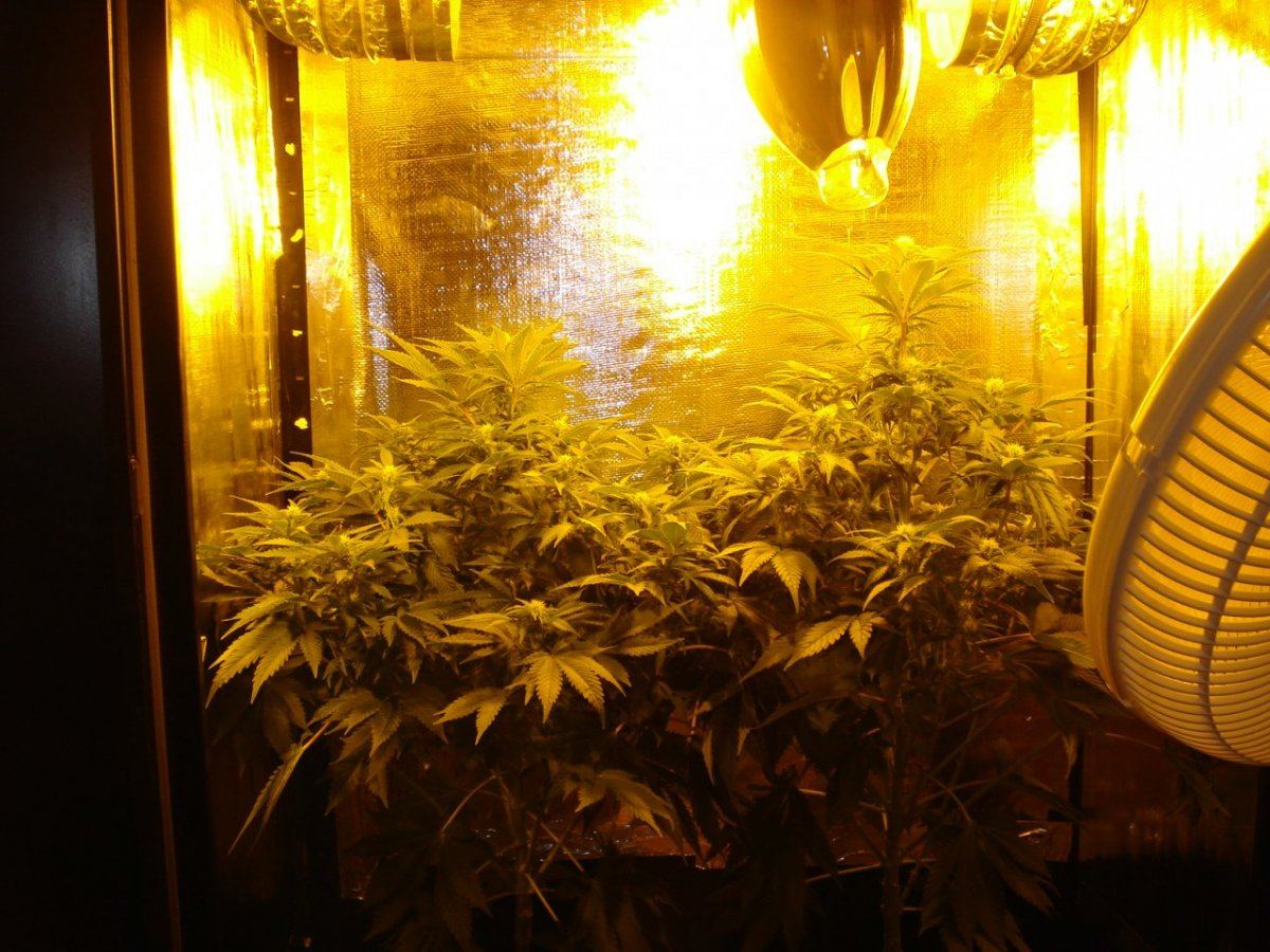 Humbolt seeds organization greencrack 3