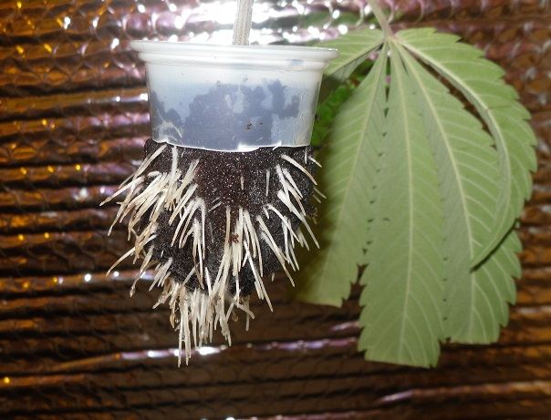 Humi clone first root