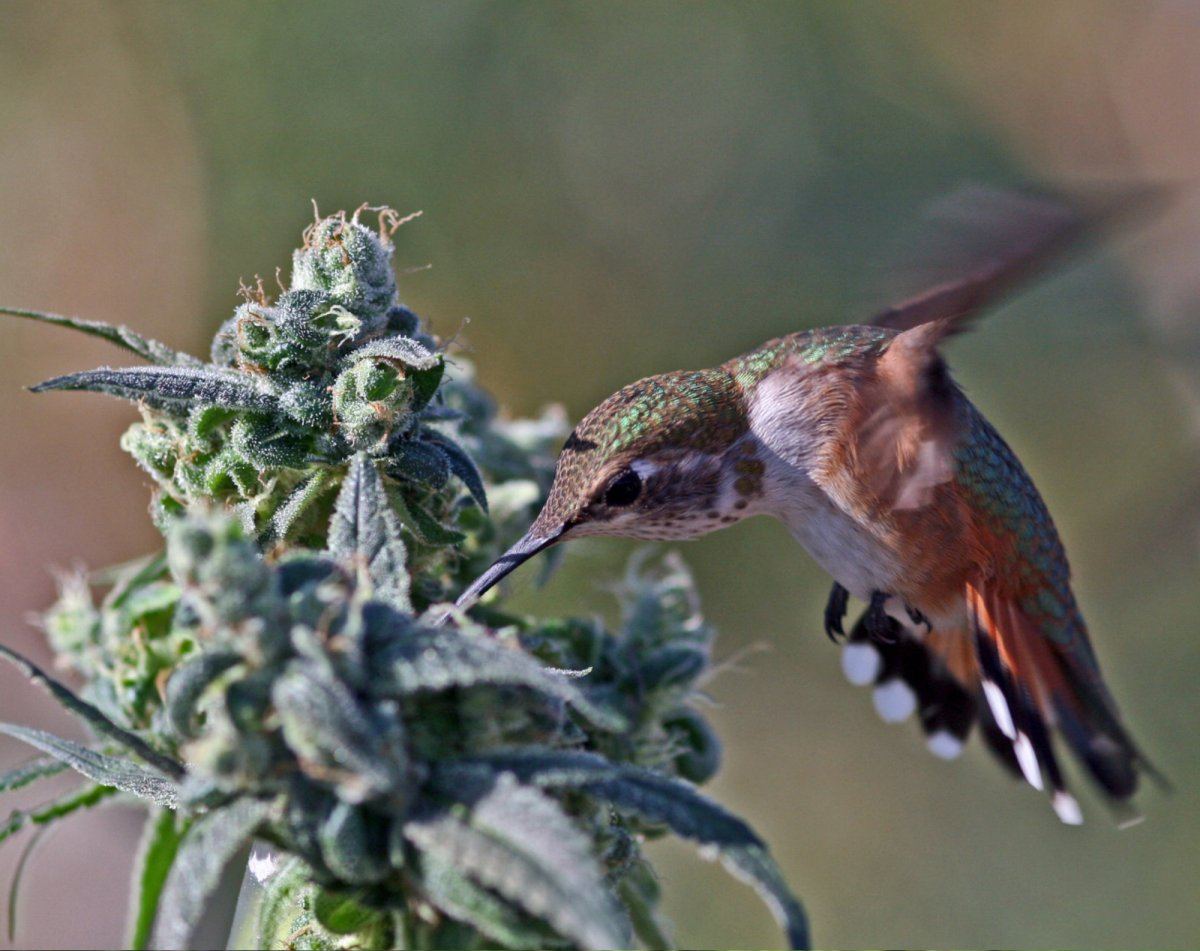 Hummingbirdnweed
