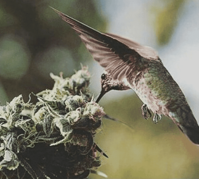 Hummingbirdpic4