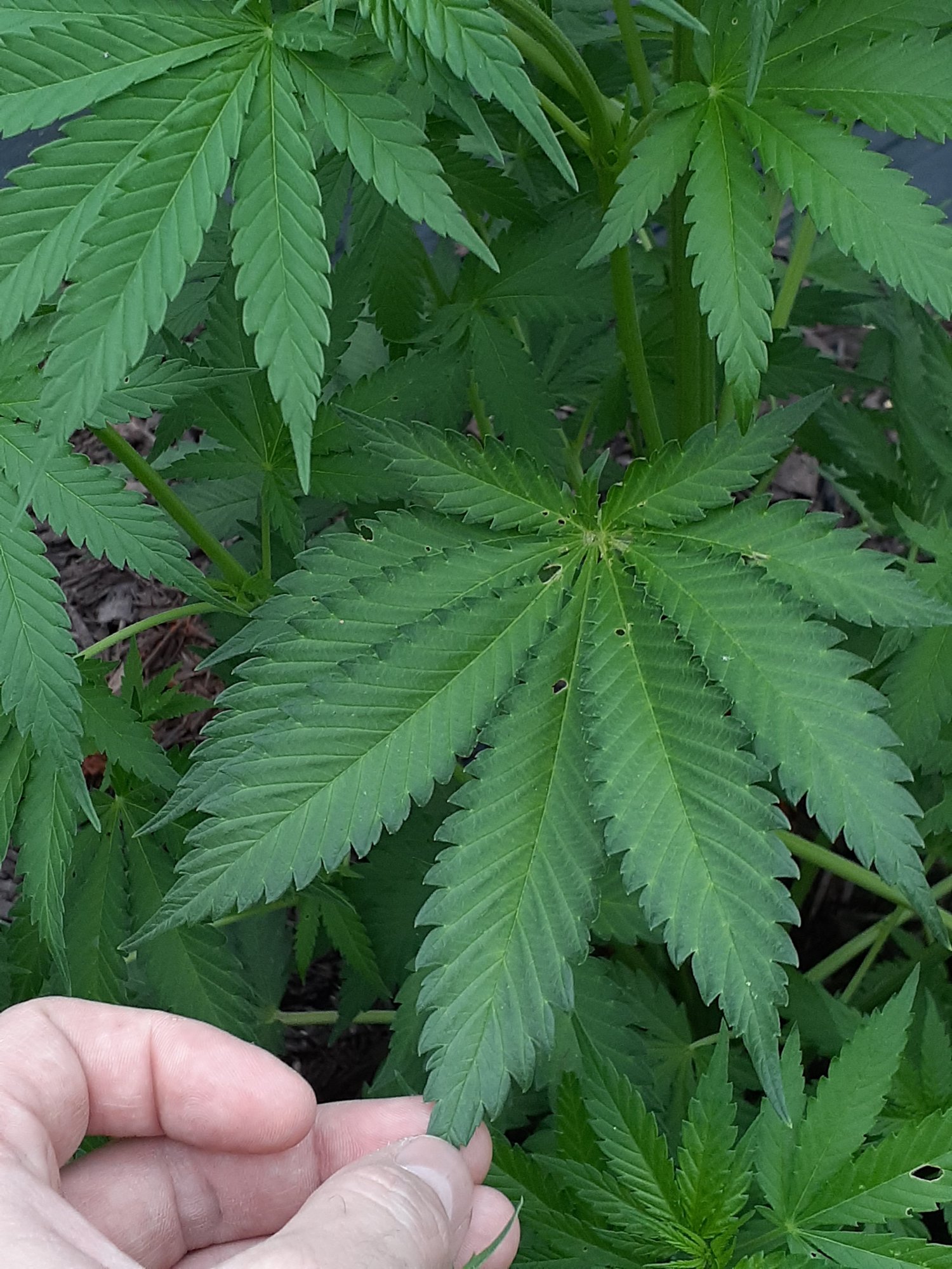 Hungry ph issues or heatpest stress outdoor 2