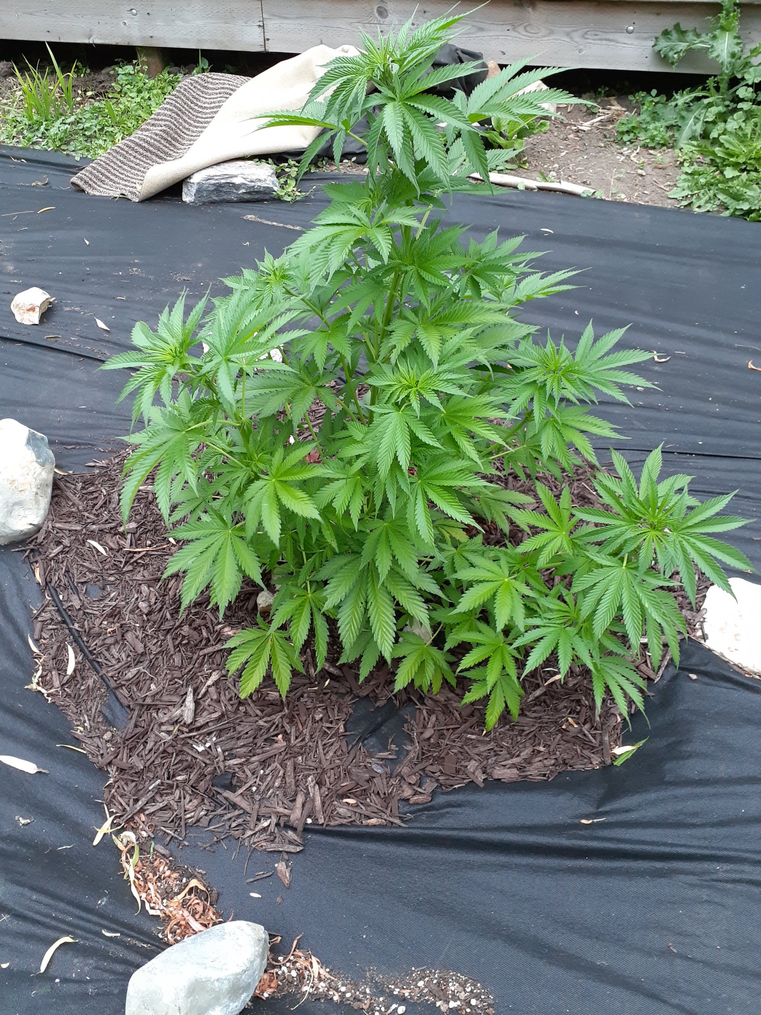 Hungry ph issues or heatpest stress outdoor 3