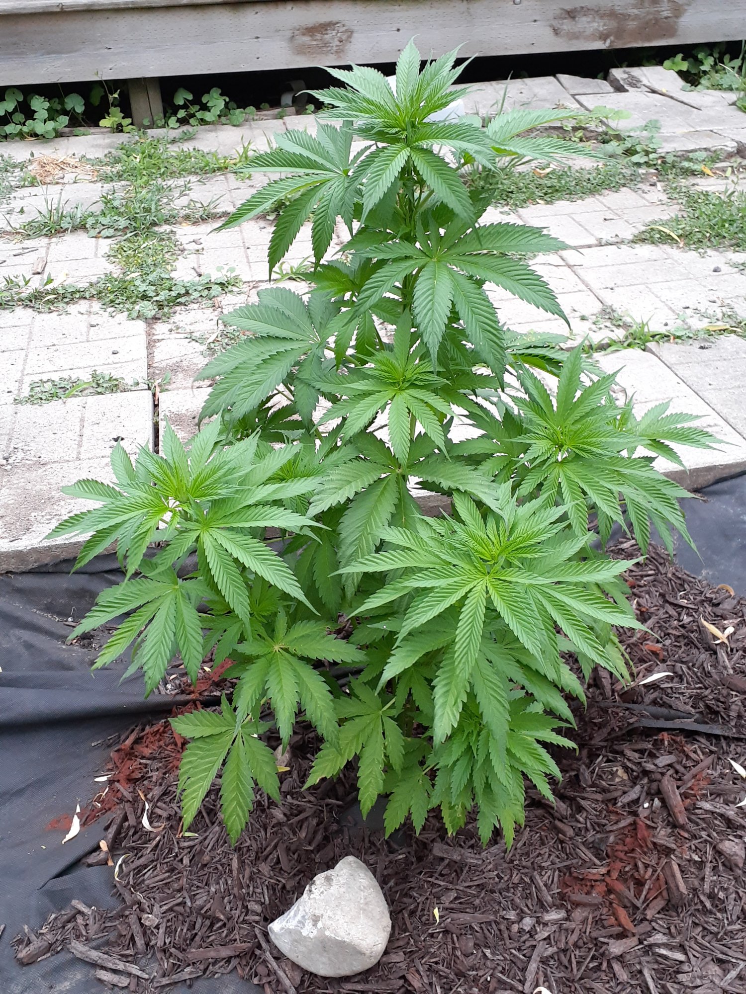 Hungry ph issues or heatpest stress outdoor 4