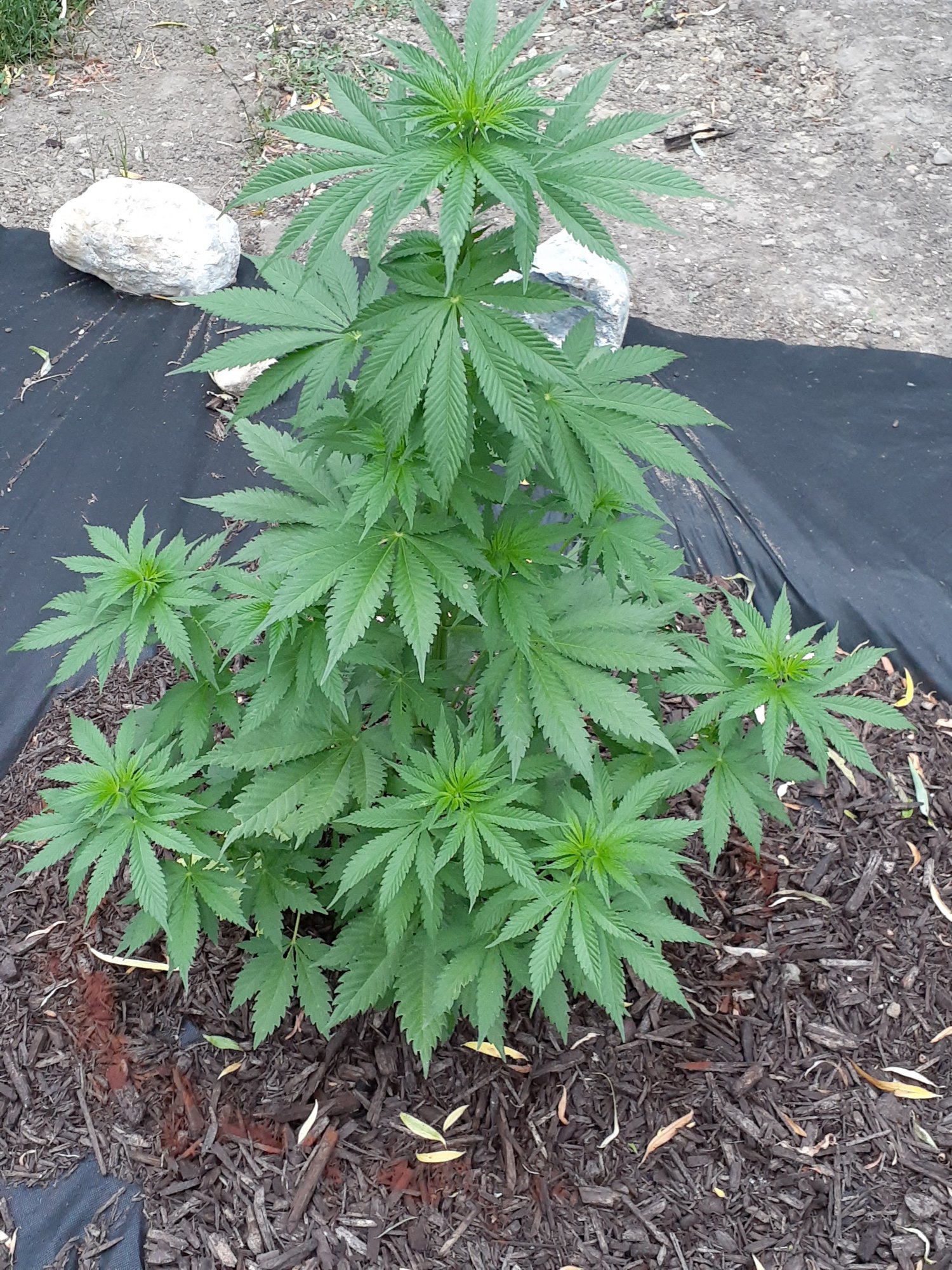 Hungry ph issues or heatpest stress outdoor 5