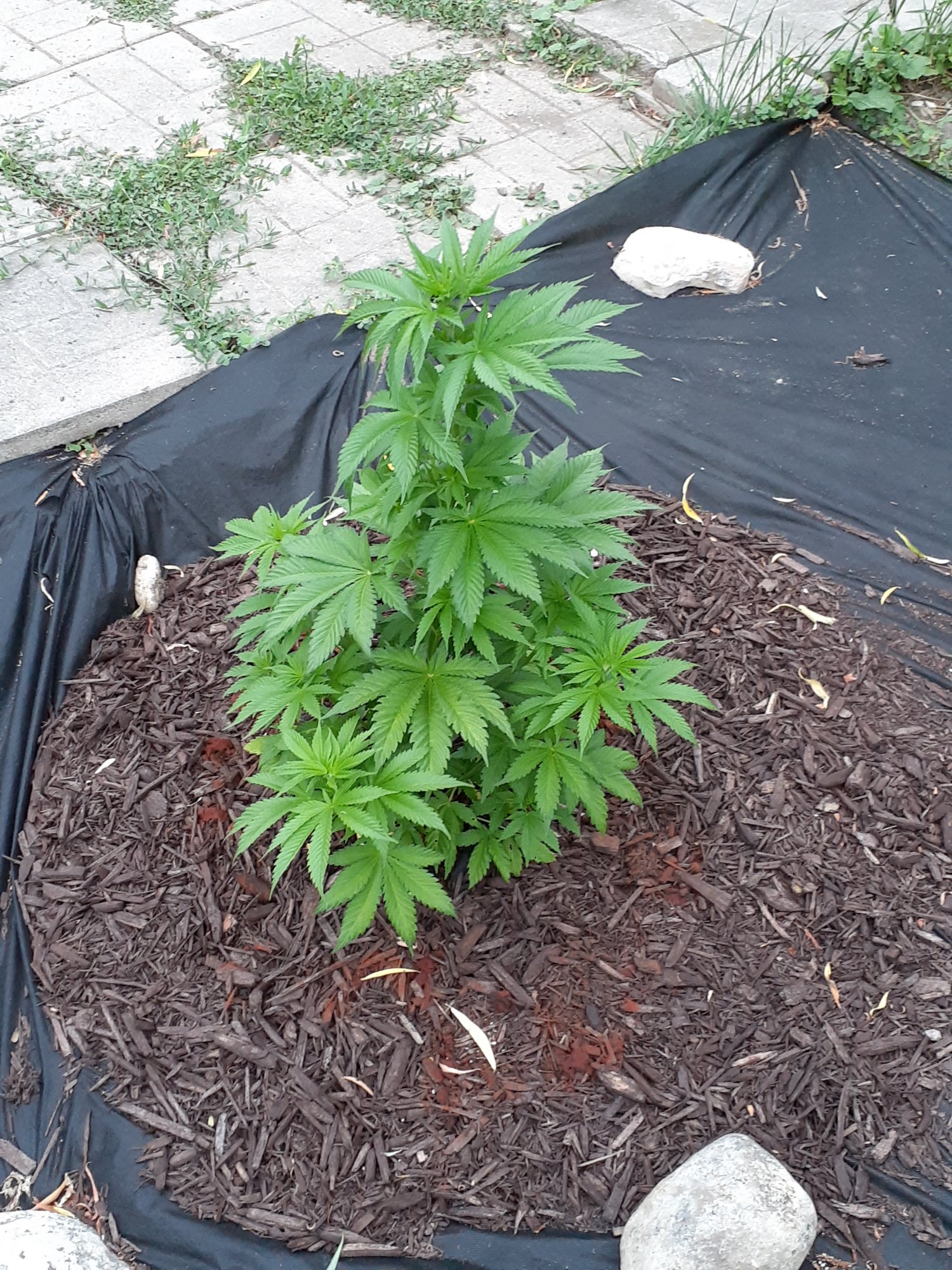 Hungry ph issues or heatpest stress outdoor 6