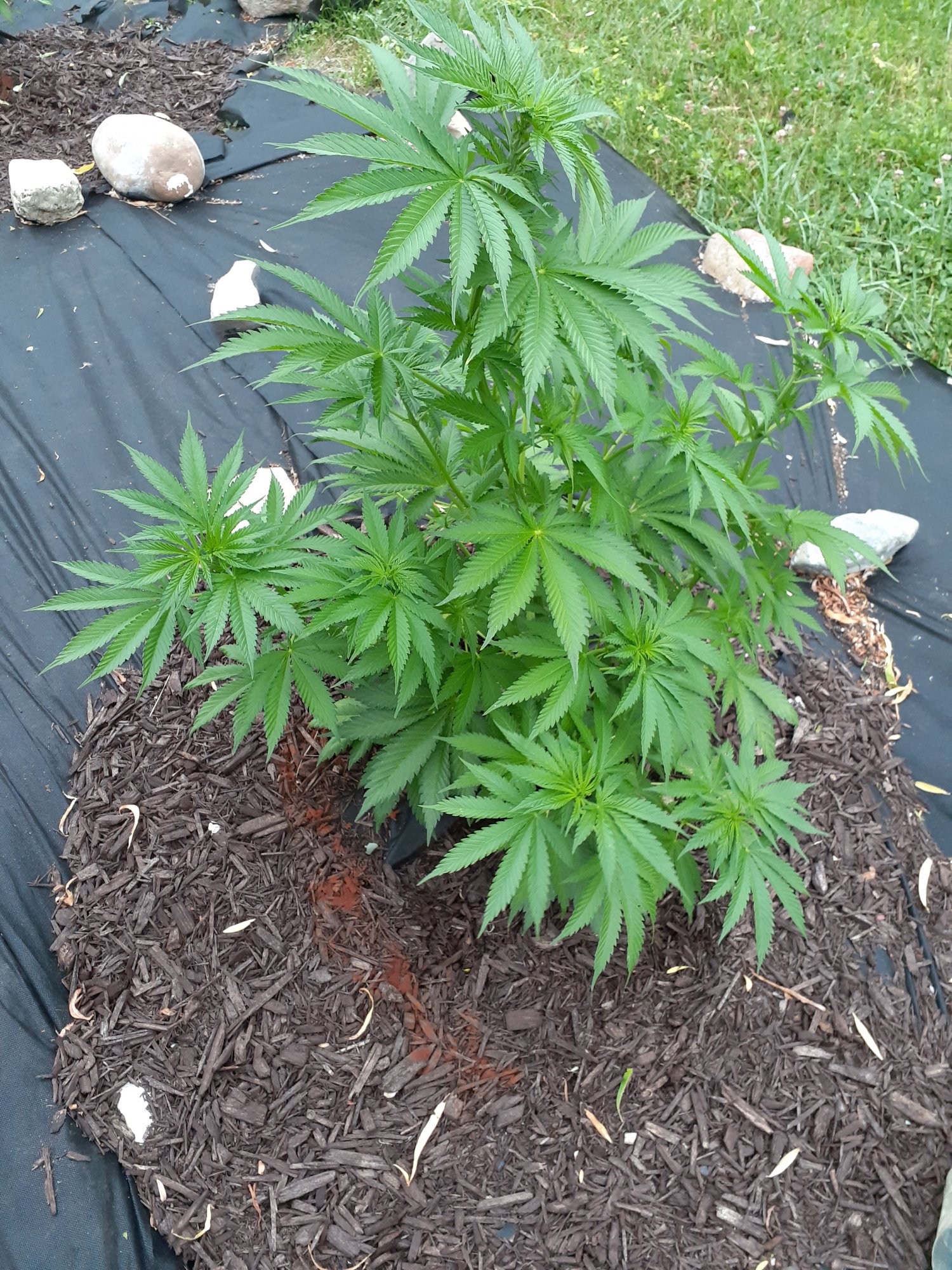 Hungry ph issues or heatpest stress outdoor
