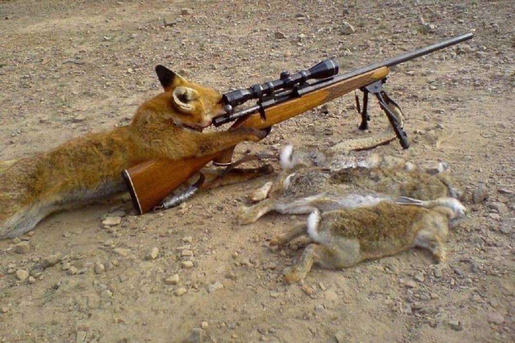Hunting wabbits