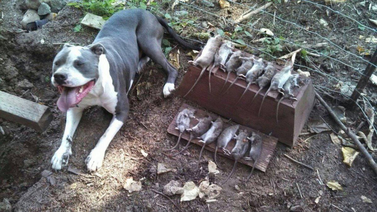 Hurley vs rats