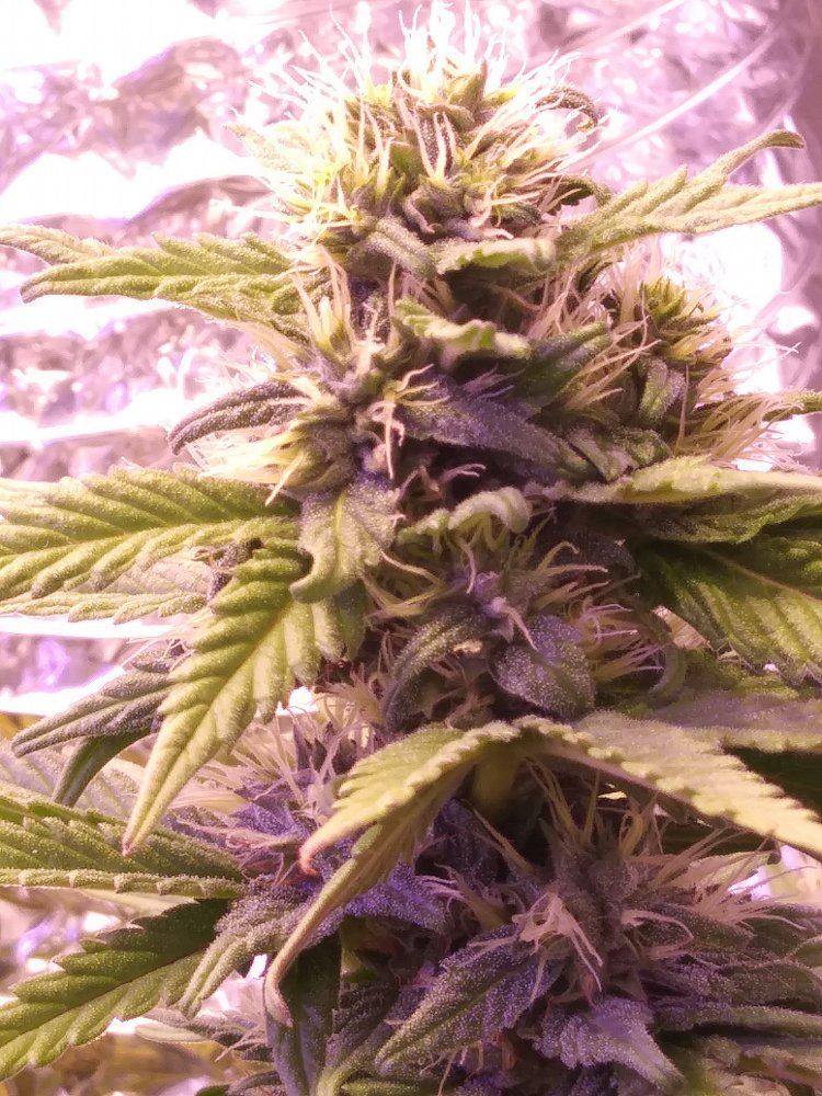 Hv