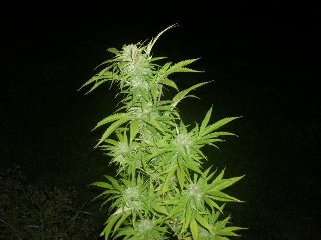 Hvst2 001