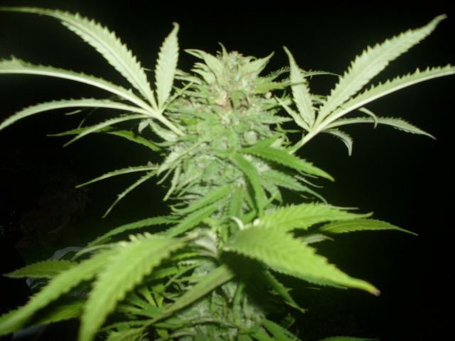 Hvst2 003