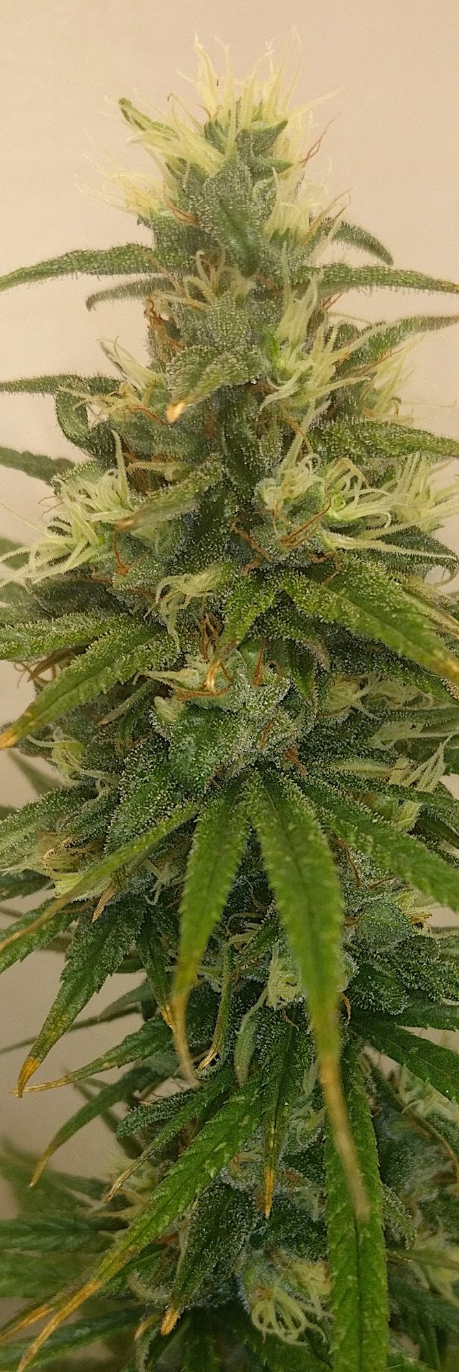 Hxkca815a