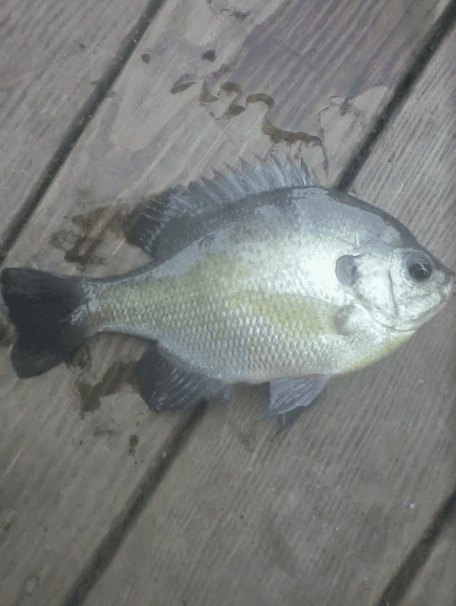 Hybridbluegill171218