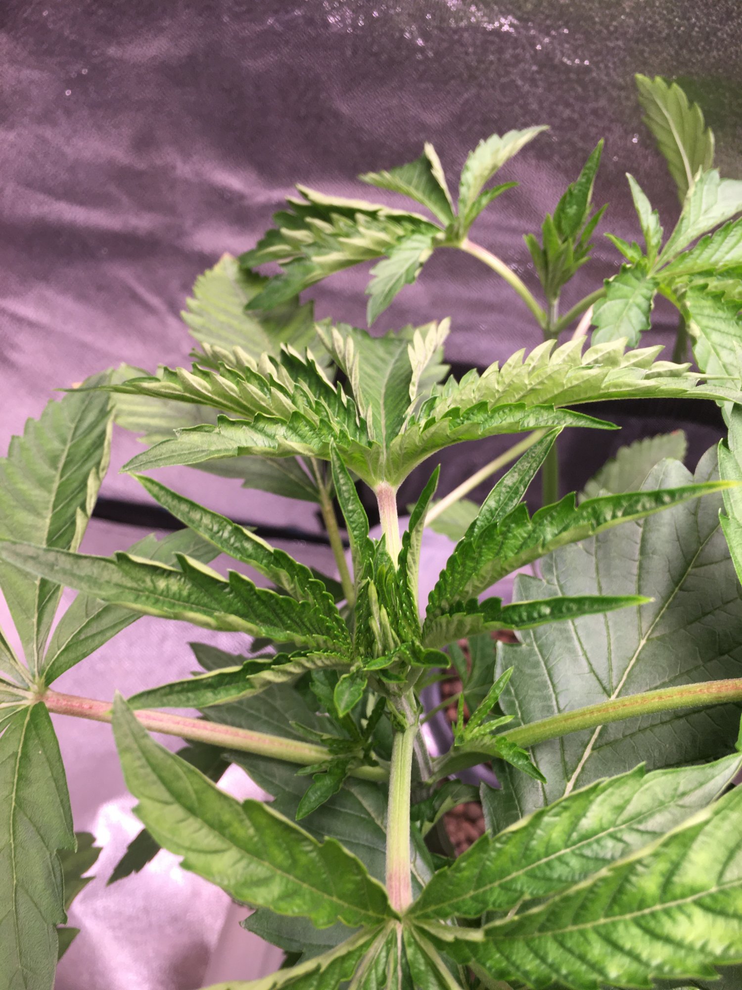 Hydro plant leaf curling issue 2