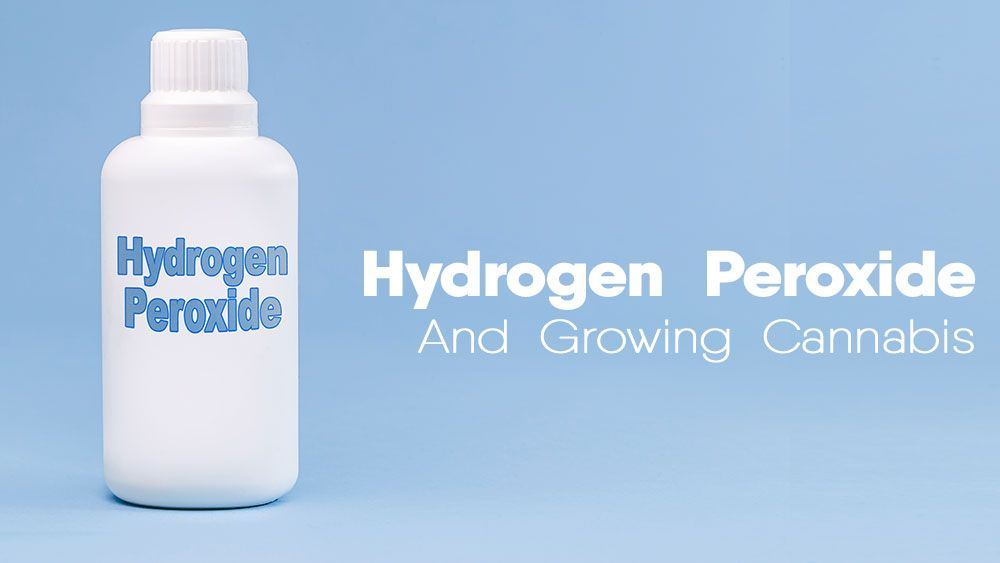 Hydrogen peroxide growing cannabis marijuana