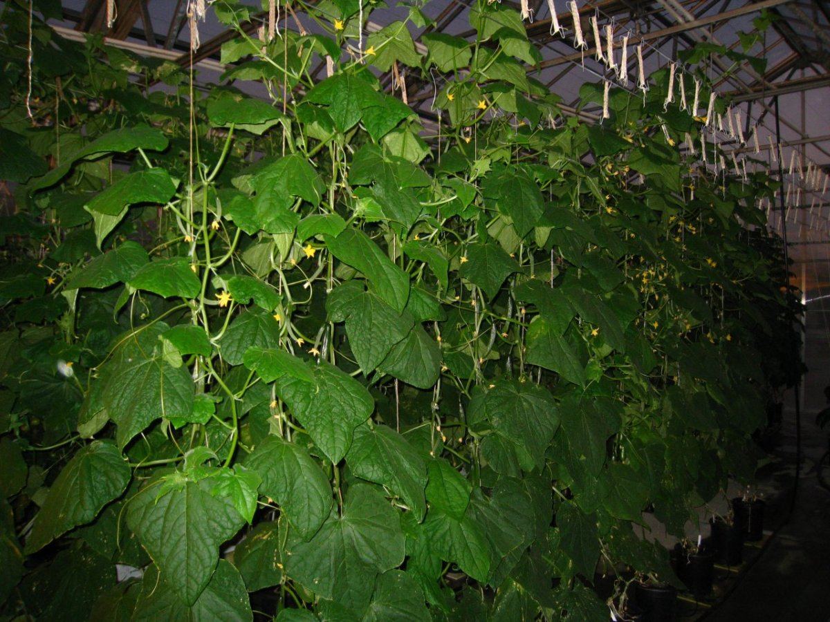 HydroGreenhouse03
