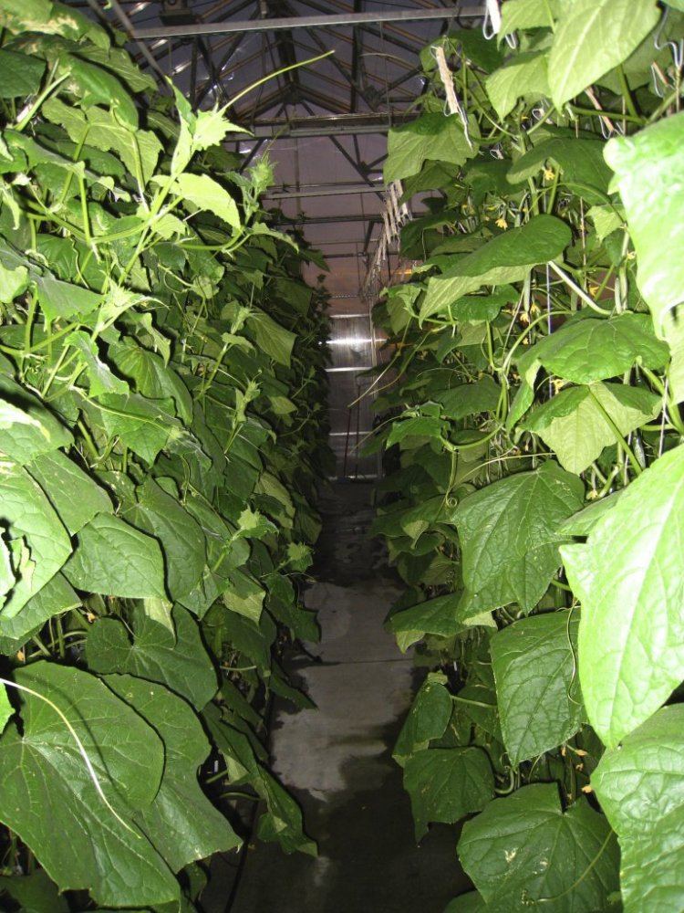 HydroGreenhouse04