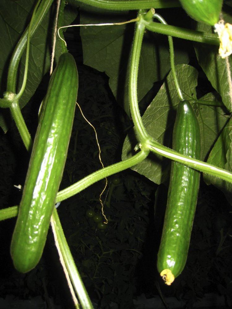 HydroGreenhouse09