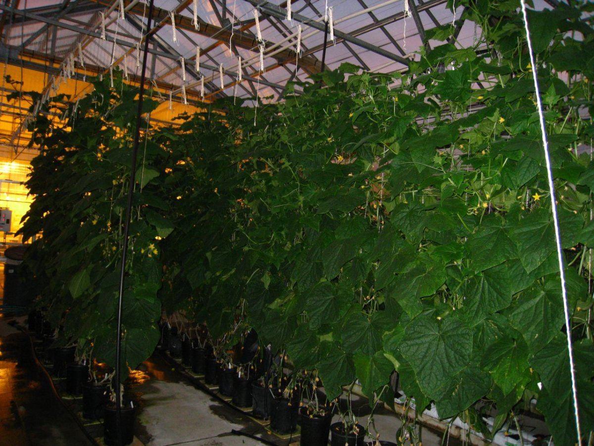 HydroGreenhouse10