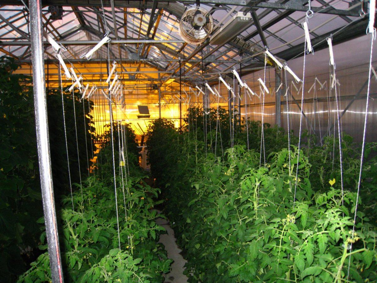 HydroGreenhouse11