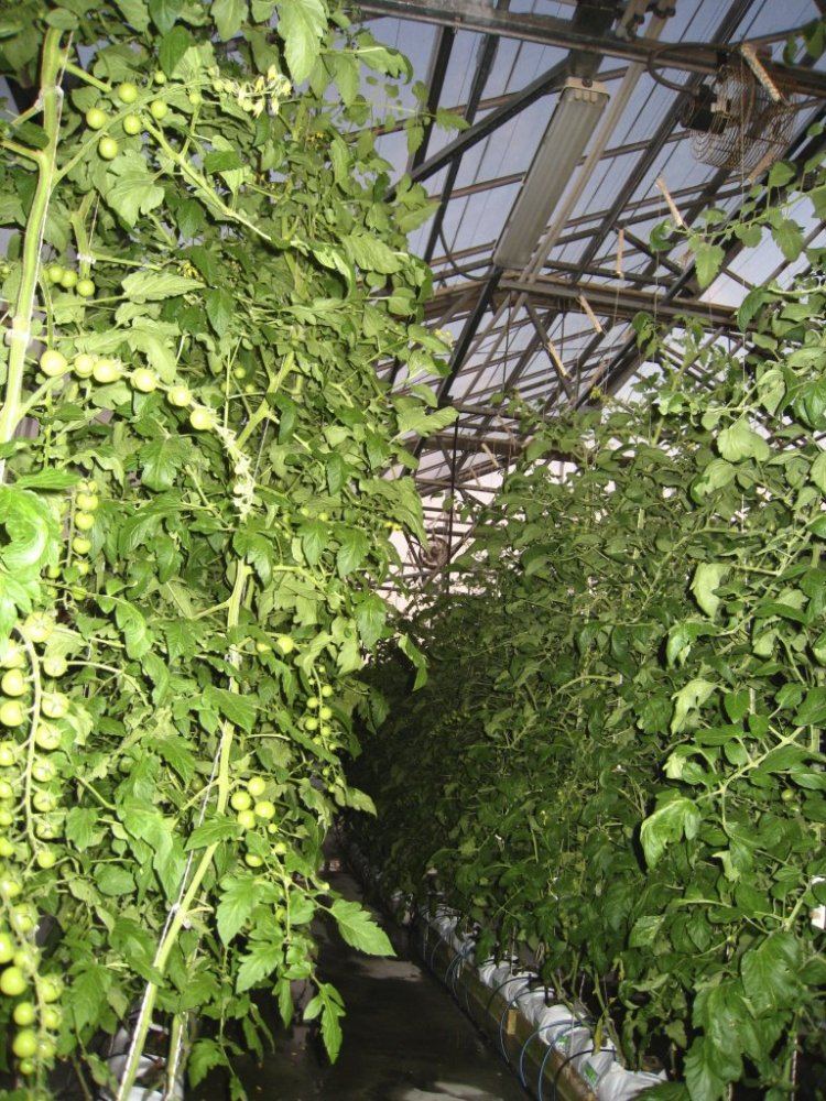 HydroGreenhouse12