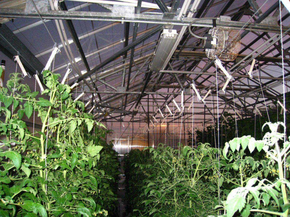 HydroGreenhouse13