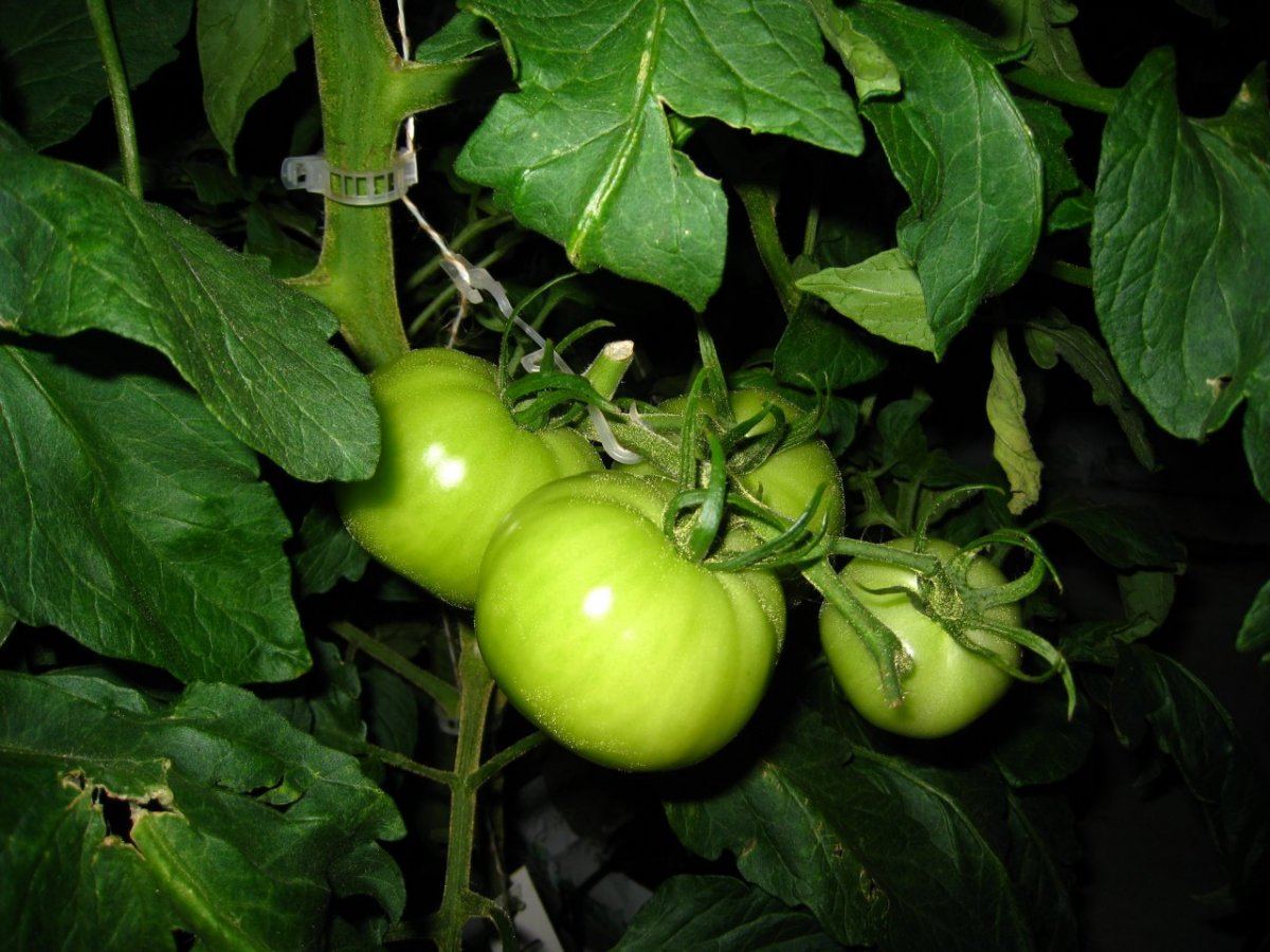 HydroGreenhouse14