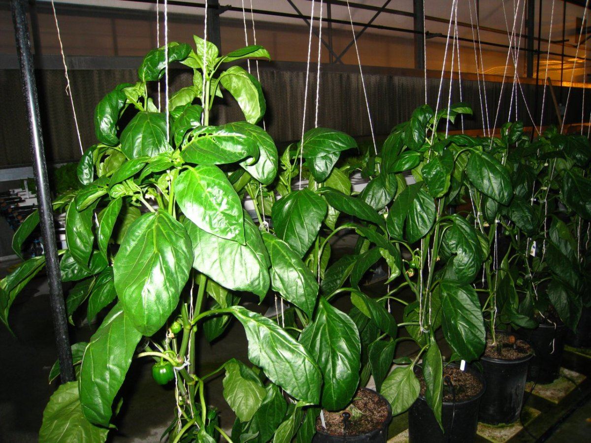 HydroGreenhouse22
