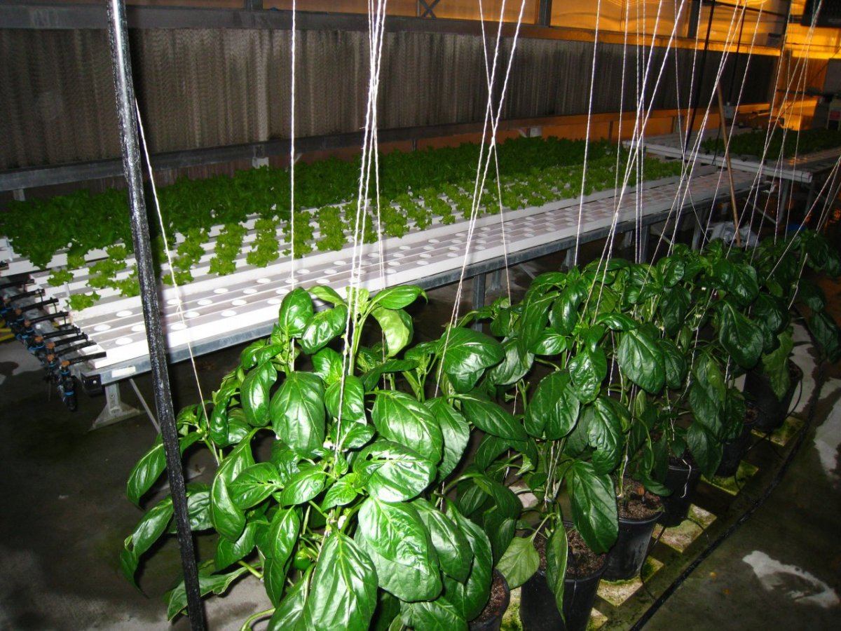 HydroGreenhouse23