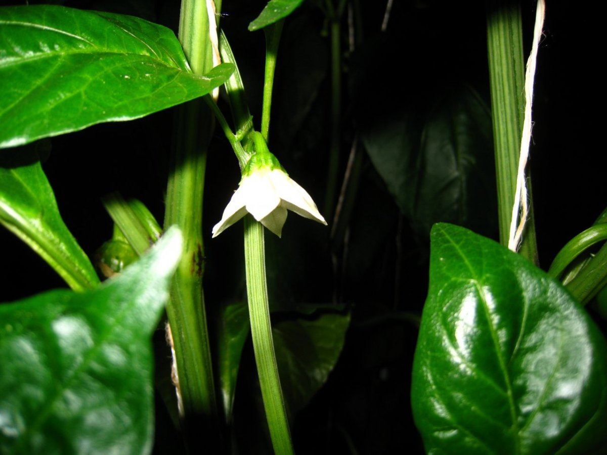 HydroGreenhouse24