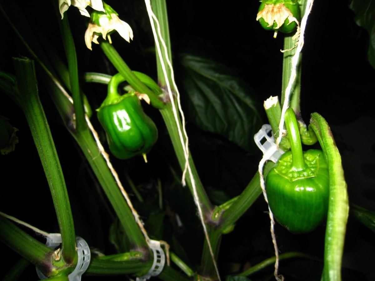 HydroGreenhouse25