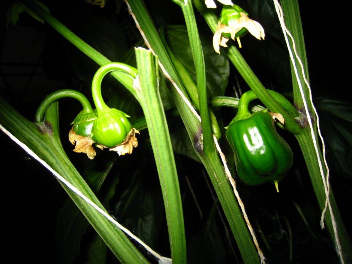 HydroGreenhouse26