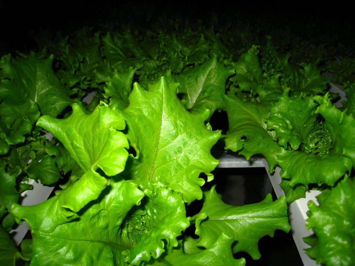 HydroGreenhouse28