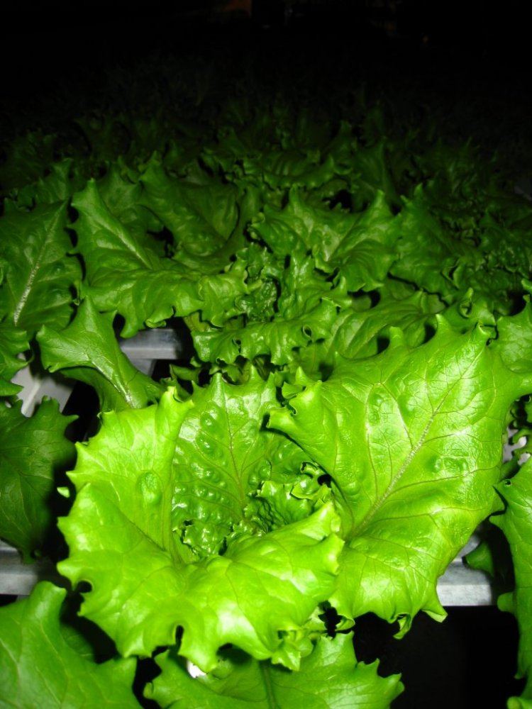 HydroGreenhouse30