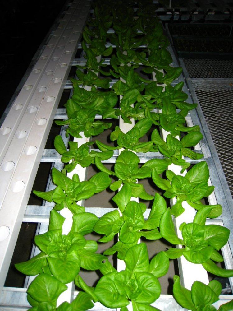 HydroGreenhouse31