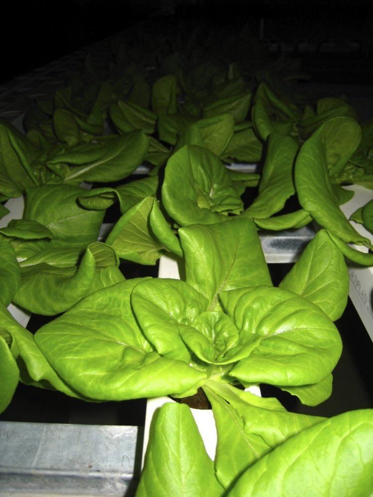 HydroGreenhouse32