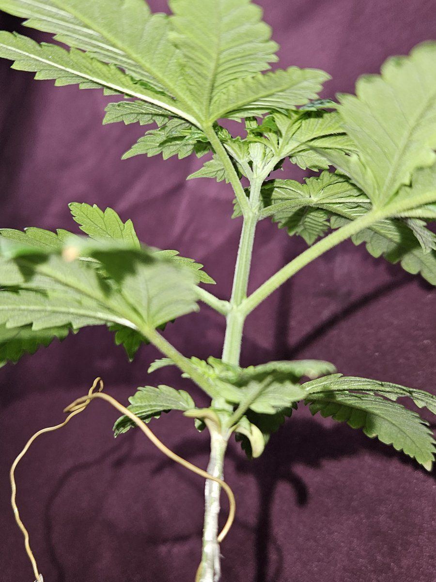 Hydroponically growing mimosa feminized strain 4