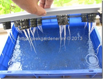 HydroponicRaftSystemRoots