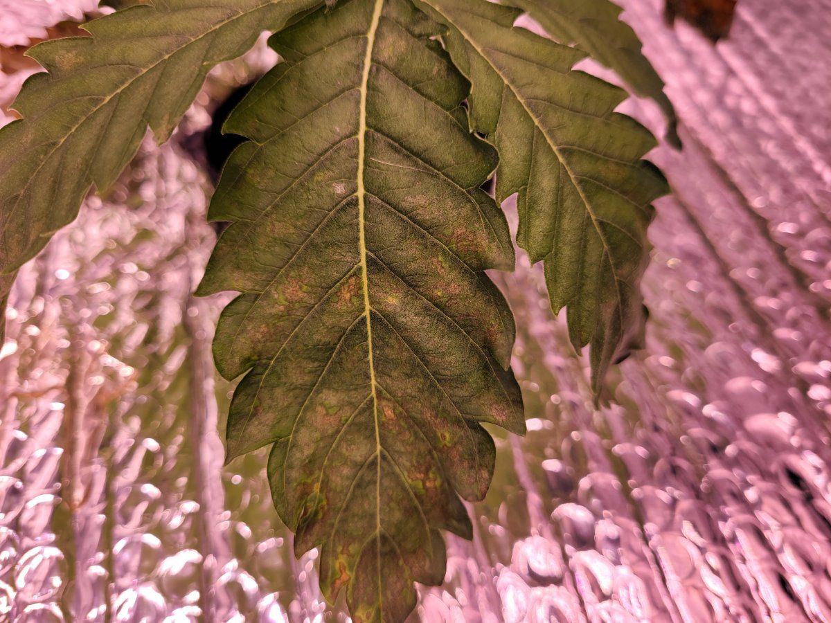 Hydroponics leaf damage travel up 2