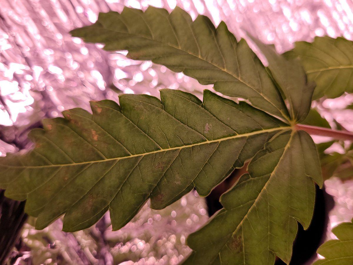 Hydroponics leaf damage travel up