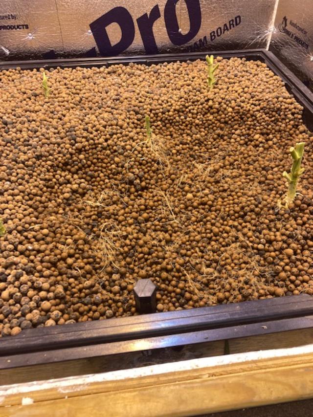 Hydroton