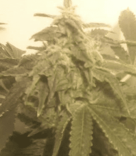 Hypercherrypie1212517