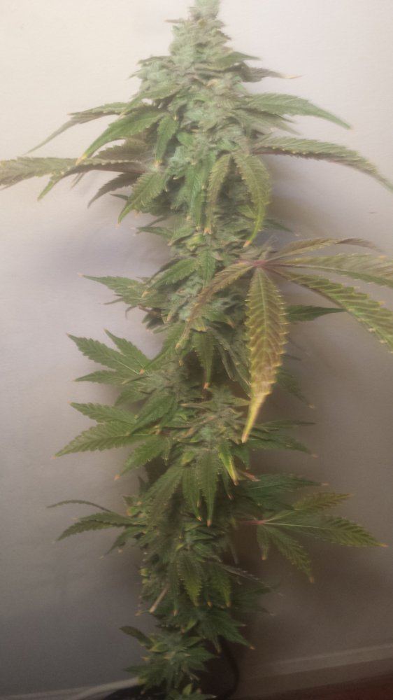 Hypercherrypie165days1218