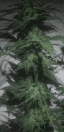 Hypercherrypie1tallesthithypercherrypie143days21217